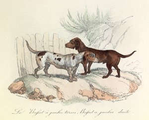 Illustrazione tratta dal libro "Opere complete di Buffon": Les animaux: Il bassetto a gambe tese e il bassetto a gambe dritte (incisione)