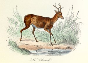 Illustrazione tratta dal libro "Opere complete di Buffon": Les animaux: Il cervo (incisione) da Unknown artist