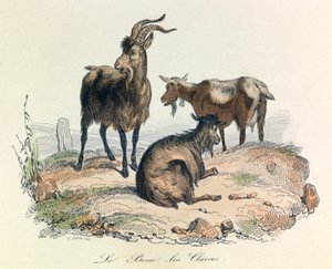 Illustrazione tratta dal libro "Opere complete di Buffon": Les animaux: La capra e le capre (incisione) da Unknown artist