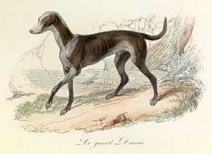 Illustrazione tratta dal libro "Opere complete di Buffon": Les animaux: Il grande danese (incisione) da Unknown artist