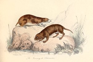 Illustrazione tratta dal libro "Opere complete di Buffon": Les animaux: Le leming et le scherman (incisione) da Unknown artist