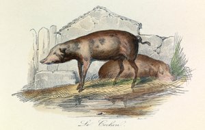 Illustrazione tratta dal libro "Opere complete di Buffon": Les animaux: Le pichon (incisione)