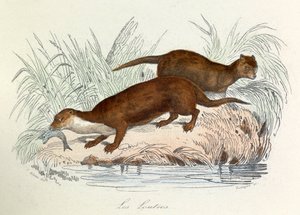 Illustrazione tratta dal libro "Opere complete di Buffon": Les animaux: Les ottres (incisione) da Unknown artist