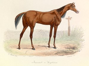 Illustrazione tratta dal libro "Opere complete di Buffon": Les animaux: Mare Anglaise (incisione) da Unknown artist