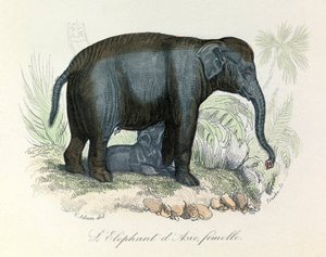 Illustrazione di una femmina di elefante asiatico dal libro di Buffon, classificata da Linneo e Cuvier (incisione) da Unknown artist