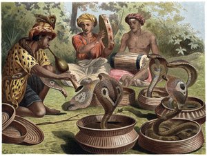 Cobra indiano