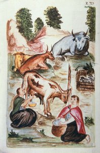 Pastori indiani che curano le mucche, dal libro "Trujillo del Peru" o "Codice Martínez Compañón", di Baltazar Martinez Compañón y Bujanda, vescovo di Trujillo (1782-1785) da Unknown artist