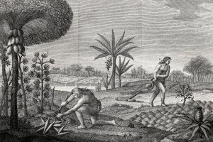 Indigeni che lavorano la terra nel bacino dell