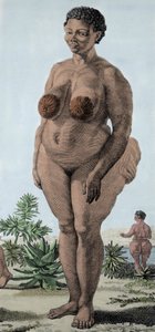 La Venere Ottentotta, donna della razza Bochiman; incisione del 1815 da Unknown artist