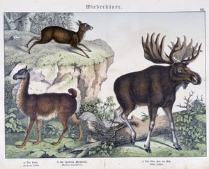 Lama, alce - in "Natural histories of mammals", ed. Schreiber da Unknown artist