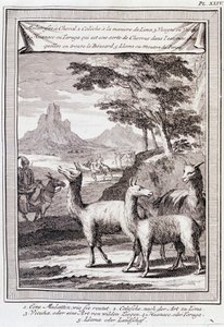 Lama del Perù - in “Viaggio storico dell