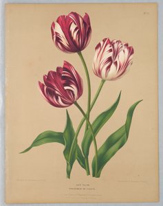 Tulipani tardivi / Bybloemen o violette da Unknown artist