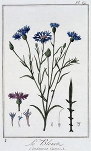 Il fiordaliso (Centaurea Cyanus) - in "Exercises de botany à l