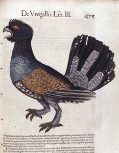 Il gallo cedrone in Historia Animalium di Conrad Gesner (1516 - 1565), Tiguri da Unknown artist
