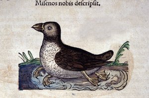 Le harle marin in Historia Animalium di Conrad Gesner (1516 - 1565), Tiguri da Unknown artist