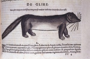 Il ghiro in Historia Animalium di Conrad Gesner (1516 - 1565), Tiguri da Unknown artist