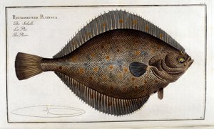 Il rombo o Pleuronectes Platessa secondo Marc Elieser Bloch Ichtyologie Parigi - Berlino - Londra 1787