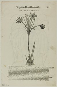 Foglia da Discorsi di Petrus Andreas Matthiolus, tavola 99 da Incisioni dai libri del XVI secolo da Unknown artist