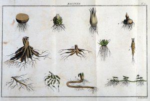 Le radici: in “Flora Francese, o una breve descrizione di tutte le piante che crescono naturalmente in Francia, disposte secondo un nuovo metodo di analisi a cui si allega la citazione delle loro virtù meno equivoche in medicina e la loro utilità in t