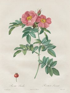 Le rose: Rosa Lucida da Unknown artist