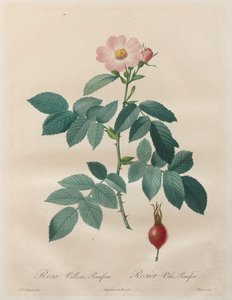 Le rose: Rosa villosa, pomifera da Unknown artist