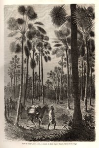 La carovana del Tenente Mage avanza verso il Niger e attraversa una foresta di palme giganti nella provincia di Damfa, Mali. Incisione per illustrare il viaggio nel Sudan occidentale del Tenente (Marina) M.Mage, nel 1863-1866, pubblicato in "Le tour du mon da Unknown artist
