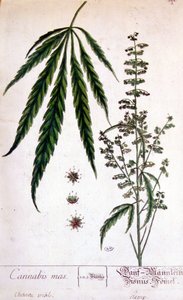 Pianta di cannabis maschio. Incisione del XIX secolo. da Unknown artist