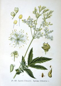 Filipendula ulmaria da Unknown artist