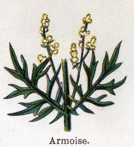 Piante botaniche medicinali e alimentari: artemisia. Incisione in 