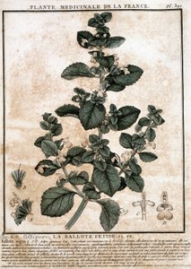 Pianta medicinale della Francia: la belotta fetida da Unknown artist