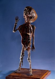 Medicina: figurina di buccia da Unknown artist