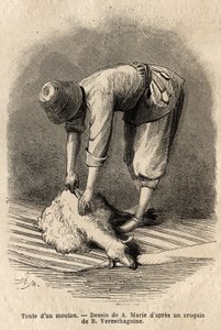 Tosatura di una pecora da parte di un giovane tartaro, a Schusha (Transcaucasia, Russia) da Unknown artist