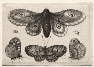Muscarum Scarabeorum, vermiumque Variae Figure & Formae: Una Falena, Tre Farfalle e Due Scarabei da Unknown artist