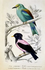 Storia naturale: Uccelli: Rollier commun et martin rose - in “Opere di Buffon, T.5, ed. Fume Jouvet & Cie da Unknown artist