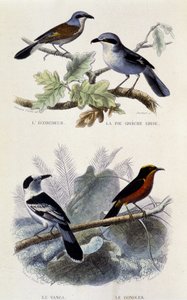 Tavola di storia naturale: Uccelli: L