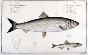 Tavola di storia naturale: aringa (1) e sardina (2) di Marc Elieser Bloch Ichtyologie Parigi - Berlino - Londra 1787 da Unknown artist