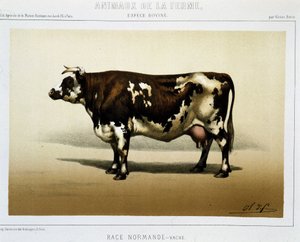 Mucca normanna
