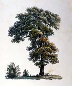 Quercia. Incisione inizio XIX secolo da Unknown artist