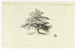 Quercia da Unknown artist