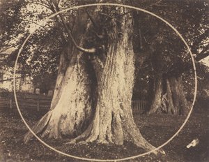 Querce in un cimitero da Unknown artist