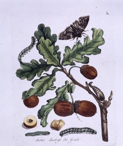 Frutti di quercia: ghiande, farfalle e bruchi da Unknown artist