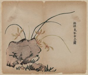 Orchidea sulle rocce da Unknown artist