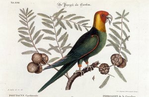 Ornitologia: pappagallo della Carolina (Psittacus caroliniensis) da Unknown artist