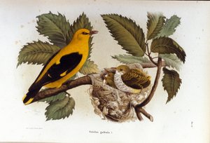 Ornitologia: un loriot vicino al nido dei suoi piccoli da Unknown artist