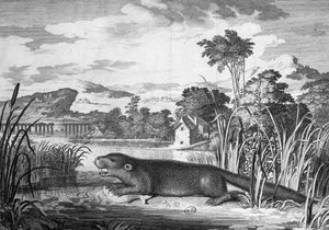 Lontra - incisione