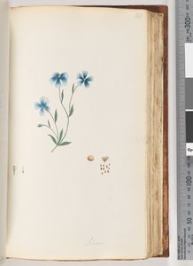 Pagina 100. Linum da Unknown artist