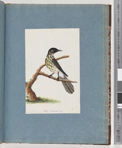 Pagina 100. Mangiatori di miele della Nuova Olanda. Certhia Novae Hollandiae da Unknown artist