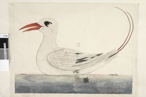 Pagina 100. Phaeton Red, Uccello tropicale dalla coda rossa Phaethon rubricauda, 1791-92 da Unknown artist