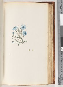 Pagina 101. Pianta non identificata da Unknown artist