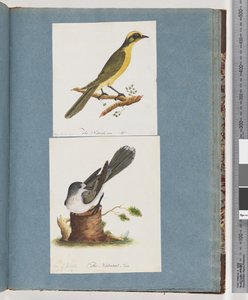 Pagina 101. Meliore dalle ciuffi gialli. 102. Uccello non identificato da Unknown artist